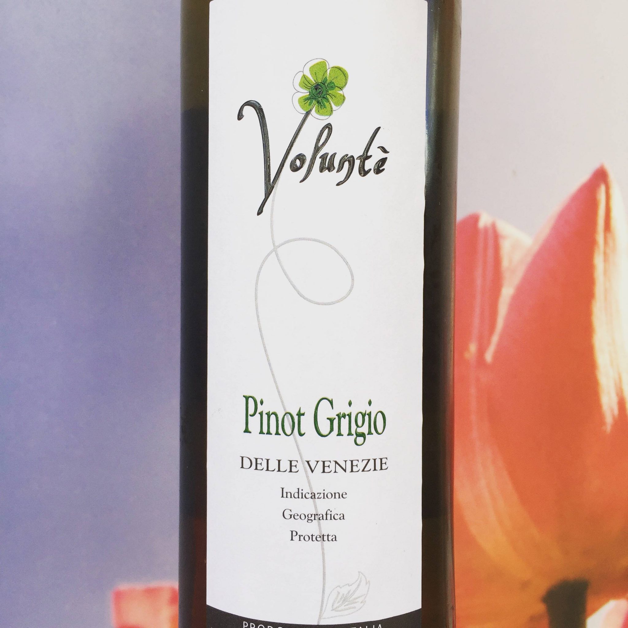 Lees meer over het artikel Volunté Pinot Grigio, Review